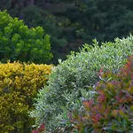 La Campagne St Lazare - Restaurant D'hotes Piscine & Spa 3* Forcalquier