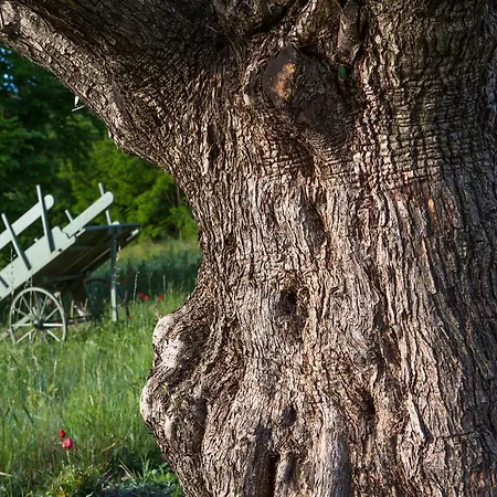 La Campagne St Lazare - Restaurant D'hotes Piscine & Spa Gæstehus Forcalquier