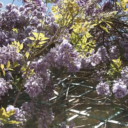 La Campagne St Lazare - Restaurant D'hotes Piscine & Spa Gæstehus Forcalquier