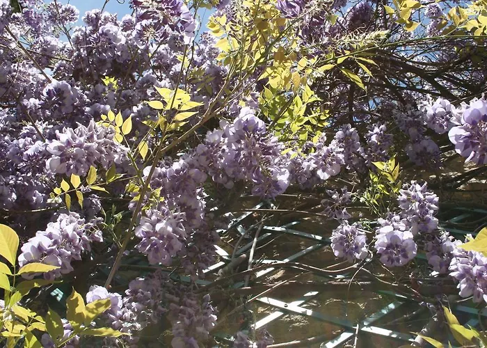 La Campagne St Lazare - Restaurant D'hotes Piscine & Spa Guest house Forcalquier